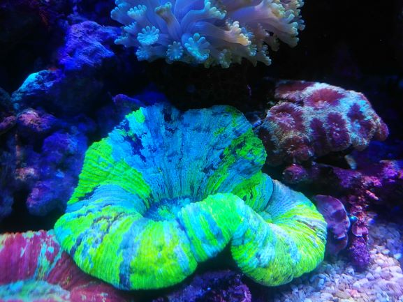 サンゴの飼育難易度図鑑 Aqua Eyes