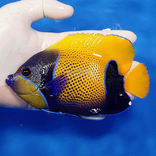一般的に流通されている1万円以上する海水魚 Aqua Eyes