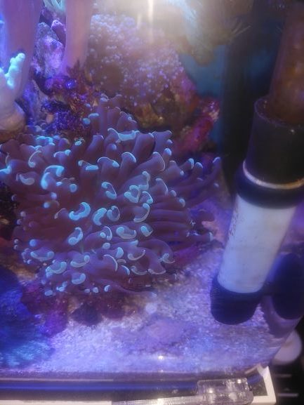 サンゴ水槽初心者必見 サンゴは毒を持ってますよ Aqua Eyes