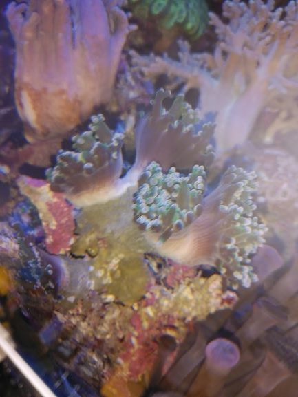 タコアシサンゴは分裂を繰り返し見事な大きさになります Aqua Eyes