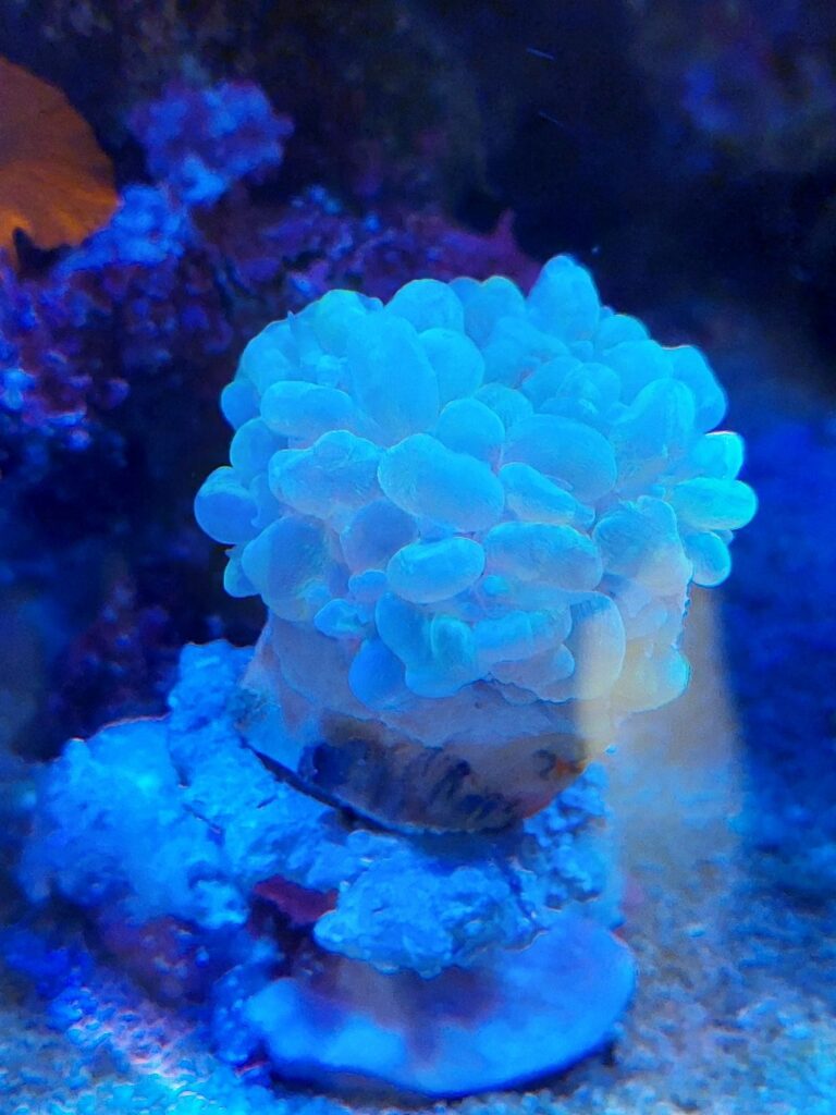 たま2-768x1024.jpg