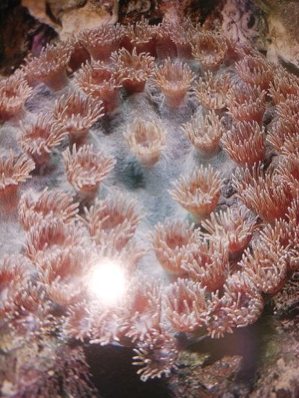 サンゴの飼育難易度図鑑 Aqua Eyes
