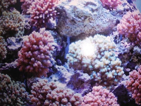 ハナヤサイサンゴの飼育は難しい 美しい色味を維持するにはコツがいるサンゴです Aqua Eyes