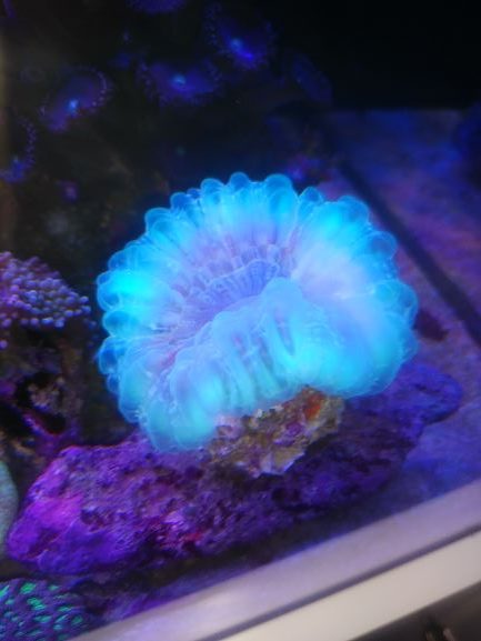 魅力的なコハナガタサンゴを新たに追加❗状態良くキープするには 
