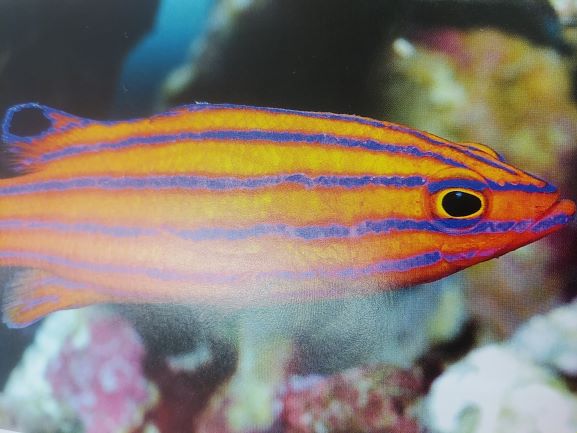 海水魚やエビを食べてしまう海水魚❗安易に混泳させると食べられて