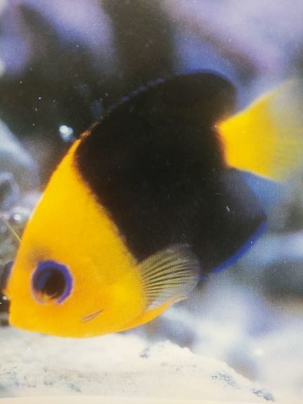 ソメワケヤッコ 違います それは高級魚 ココスピグミーエンゼルフィッシュ です Aqua Eyes