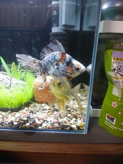 金魚をお迎えしました キャリコ琉金の飼育は難しい 飼育の仕方と注意点を解説 Aqua Eyes