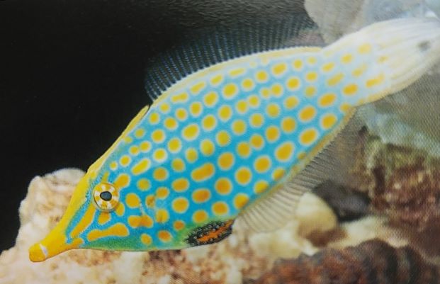 テングカワハギの飼育は難しい サンゴ水槽には厳禁です Aqua Eyes