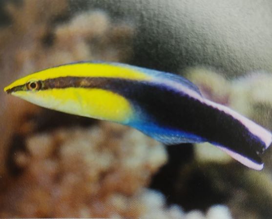 ハワイアン クリーナーラスの飼育は難しい クリーナーラスの中では最高の美しさなんですが Aqua Eyes