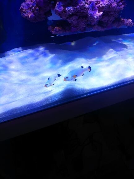海水魚の引っ越し完了 Aqua Eyes