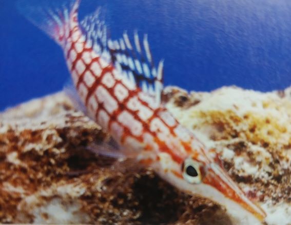クダゴンベの飼育は難しい 和名よりも英名の方がピッタリな海水魚です Aqua Eyes
