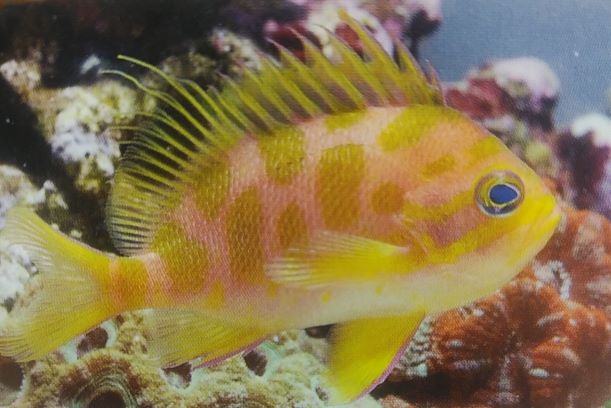幻の魚と呼ばれた マダラハナダイ の飼育は難しい Aqua Eyes