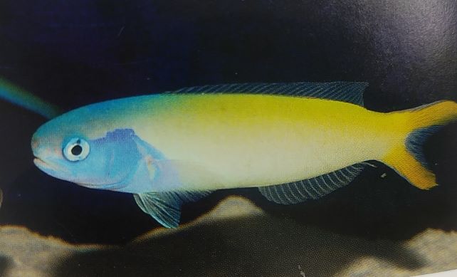 アオマスクの飼育は難しい 混泳を間違えると美しい姿が見れないかも Aqua Eyes