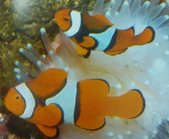 我が家のカクレクマノミが産卵しないのはなぜ Aqua Eyes