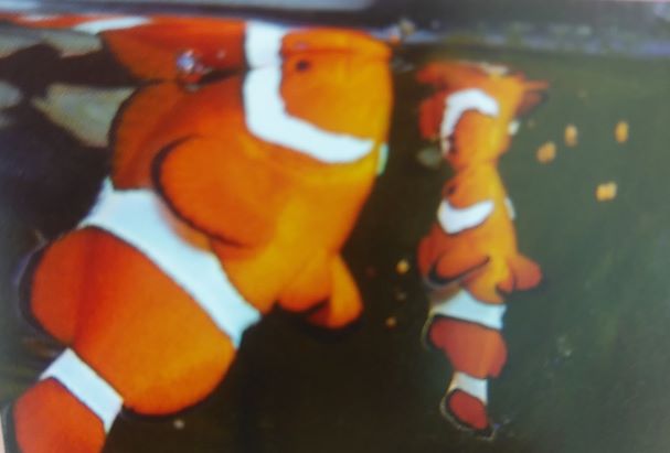 我が家のカクレクマノミが産卵しないのはなぜ Aqua Eyes