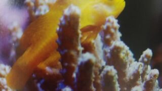 海水魚 ページ 2 Aqua Eyes