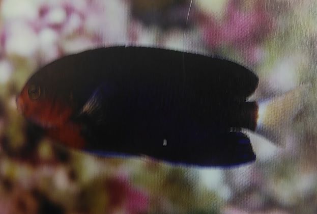チャイロヤッコの飼育は難しい Spsサンゴ水槽にはお勧めのヤッコです Aqua Eyes