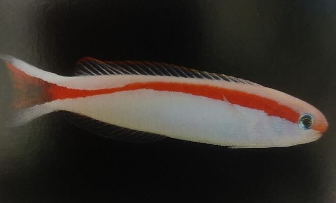 アカオビサンゴアマダイの飼育は難しい Aqua Eyes アカオビサンゴアマダイの飼育は難しい Aqua Eyes