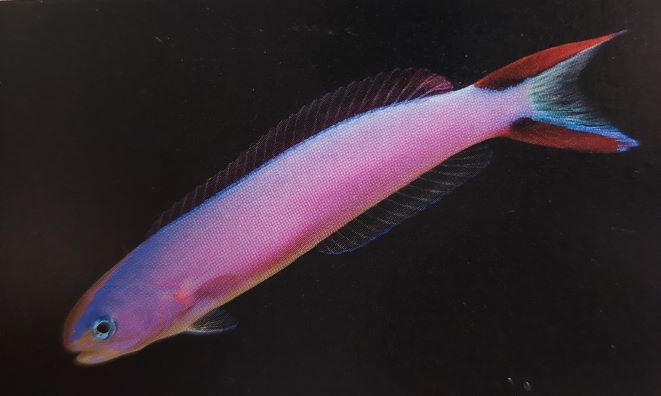 フジイロサンゴアマダイの飼育は難しい Aqua Eyes フジイロサンゴアマダイの飼育は難しい Aqua Eyes