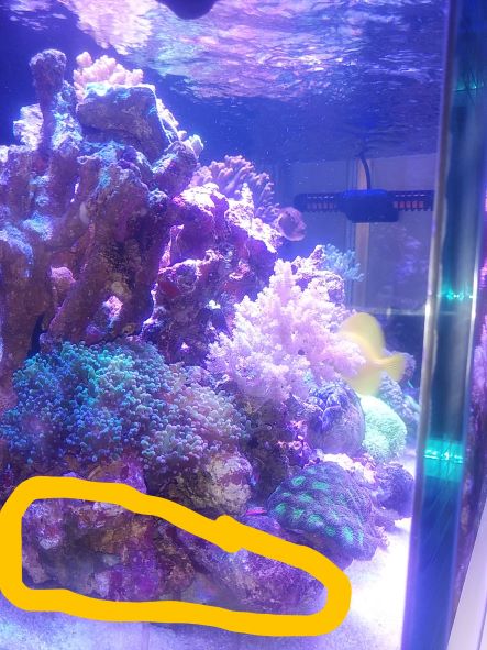止水域解消には打って付けの水流ポンプ エコウェーブ25 の使用感を解説 Aqua Eyes