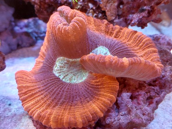 サンゴ水槽に赤系サンゴがもたらす効果とは❔ | aqua-eyes