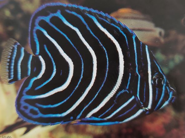 幼魚から成魚になると姿が変わる海水魚 ヤッコ 3選 Aqua Eyes