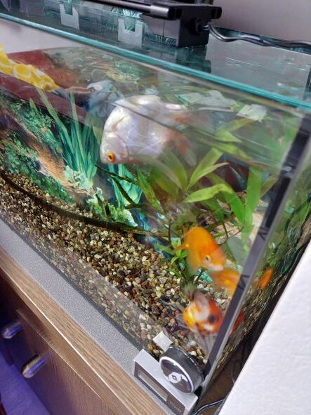 餌を食べたら必ずひっくり返る金魚に 土佐姫 は試してみましたか Aqua Eyes 餌を食べたら必ずひっくり返る金魚に 土佐姫 は試してみましたか Aqua Eyes