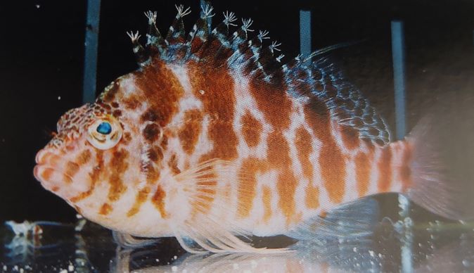 ミナミゴンベの飼育は難しい 混泳には注意 Aqua Eyes