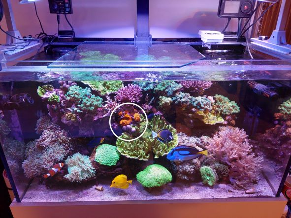 サンゴセット①　ディスクコーラル、マイクロトゲ サンゴセット① ディスクコーラル、マイクロトゲ