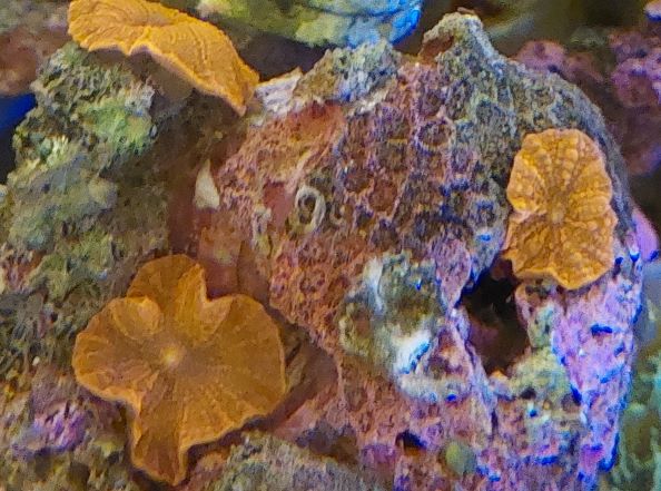 サンゴセット①　ディスクコーラル、マイクロトゲ サンゴセット① ディスクコーラル、マイクロトゲ