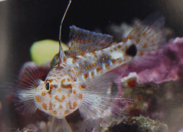 ハタタテサンカクハゼの飼育は難しい 透明感抜群のハゼ Aqua Eyes