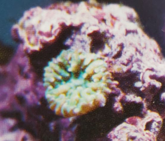 ライブロックからサンゴが出現⁉️これは…クサビライシ‼️ | aqua-eyes