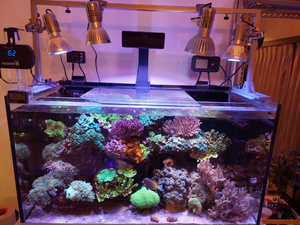 ボルクスジャパン グラッシーレディオ RX072e ヴァイオレット ボルクスジャパン グラッシーレディオ RX072e ヴァイオレット ボルクス