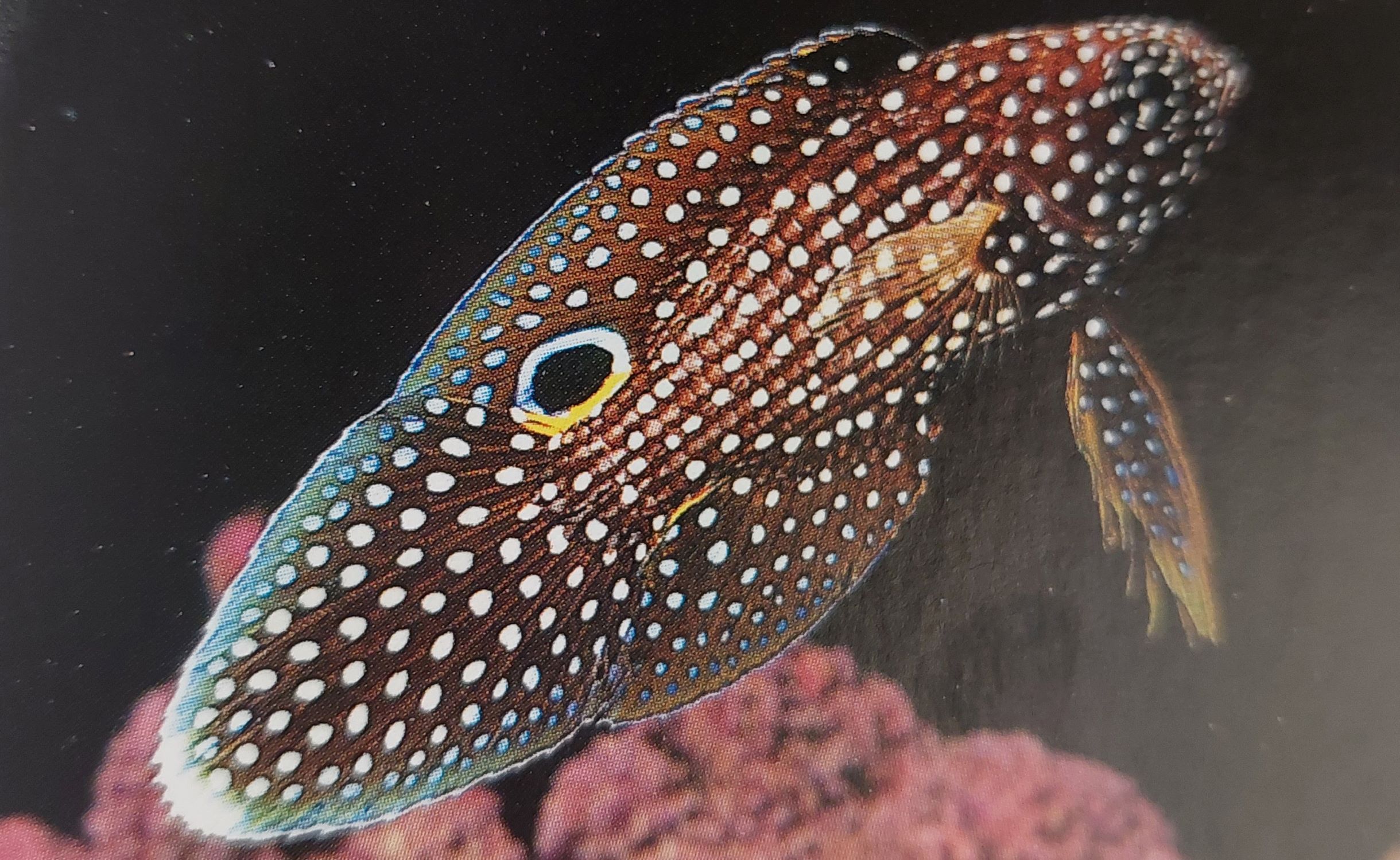 シモフリタナバタウオの飼育は難しい❔ある魚の擬態魚ですが… | aqua-eyes