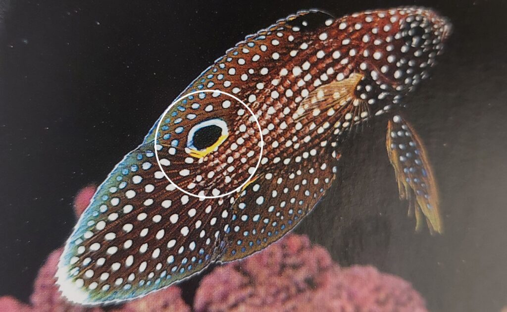シモフリ2-1024x630.jpg