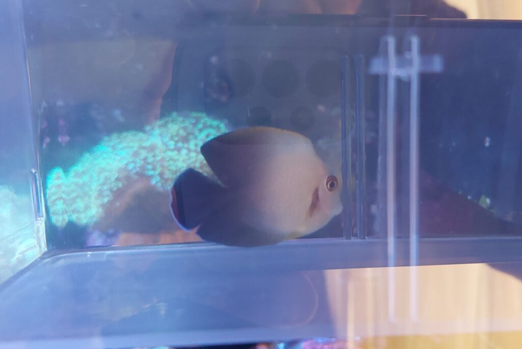 クログチニザダイの飼育は難しい❔君はなぜそんな生き方をする 
