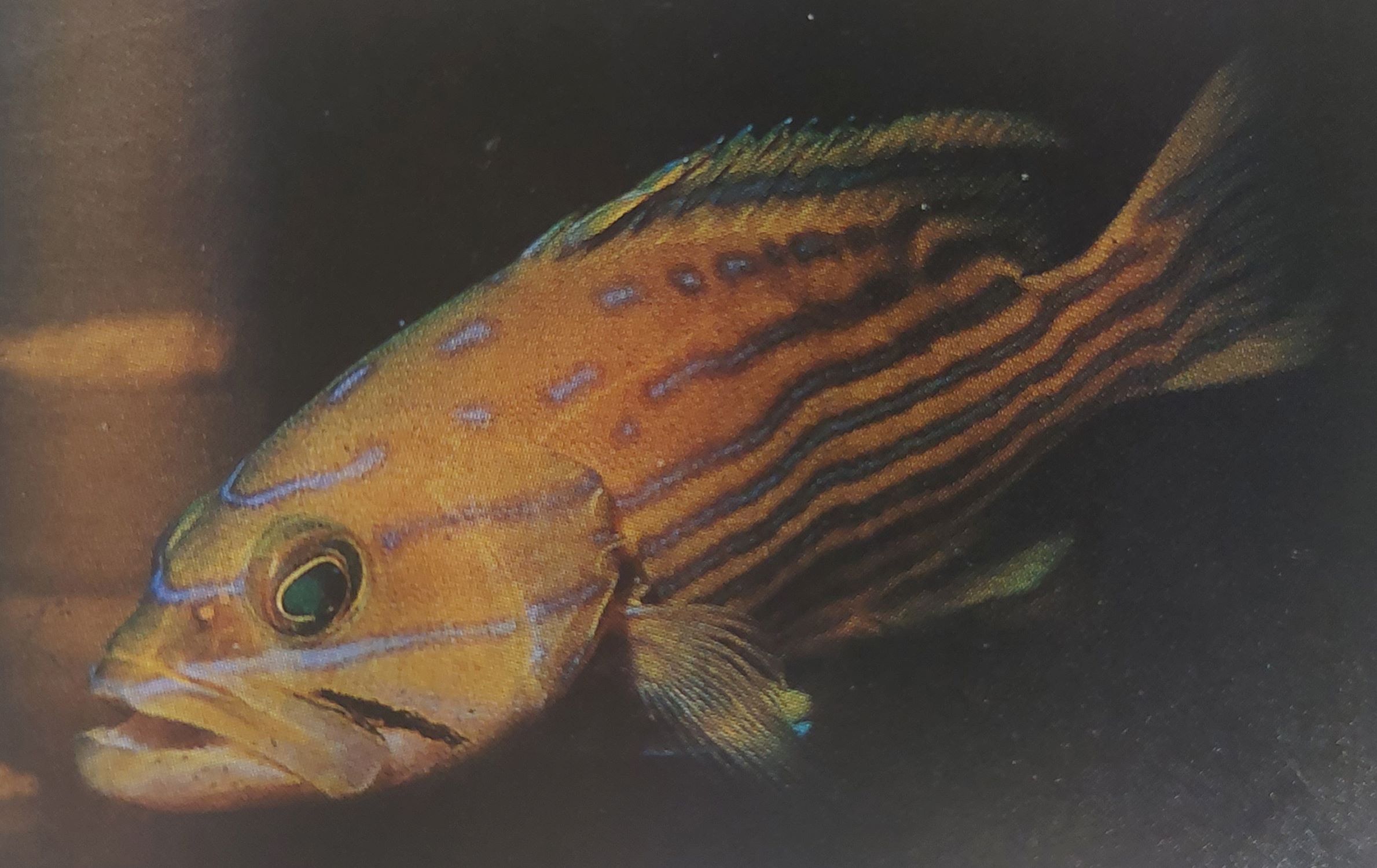 シモフリタナバタウオの飼育は難しい❔ある魚の擬態魚ですが… | aqua-eyes