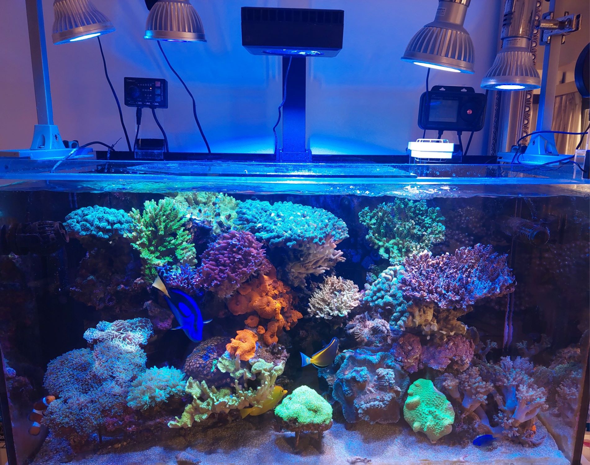フラグミドリイシが5年で立派なテーブルミドリイシに成長❗ | aqua-eyes