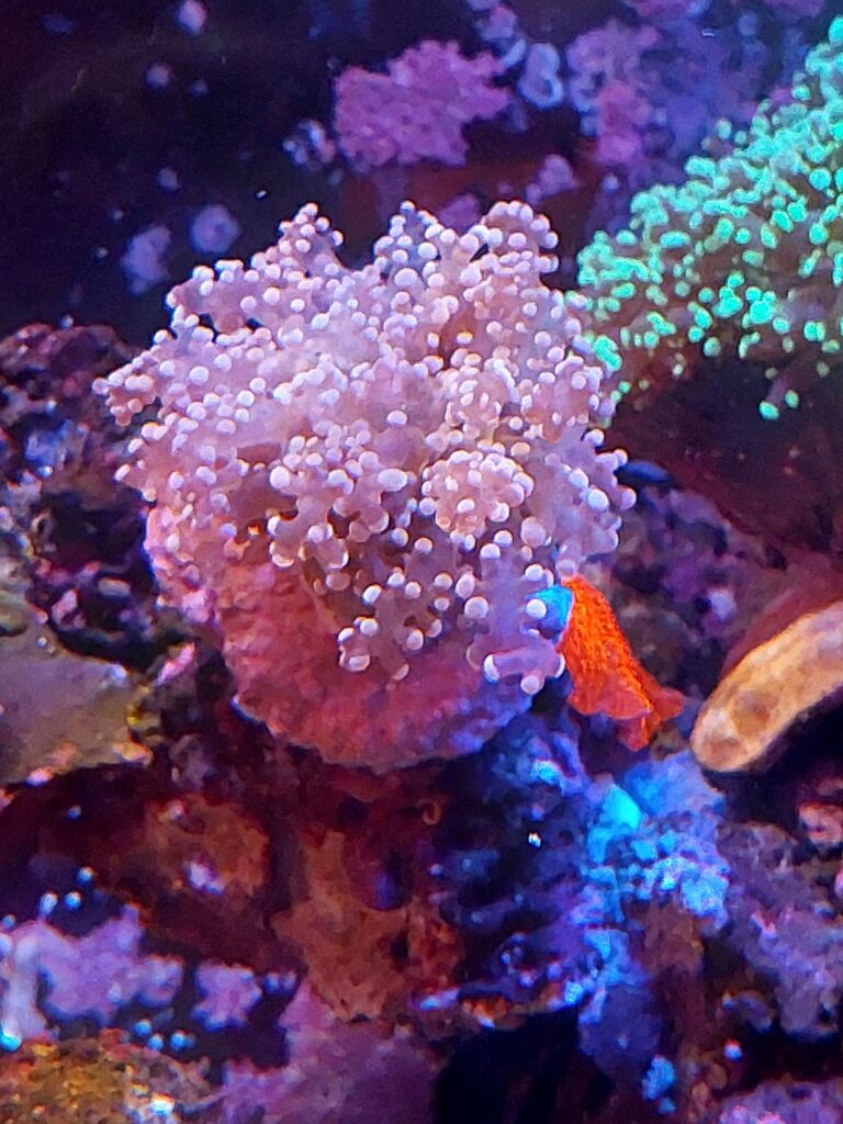 *濃色 Purple Tip* 【タコアシサンゴ】 ≪蓮花≫　#条件付き送料無料 #直接受取歓迎 #サンゴ #コーラル