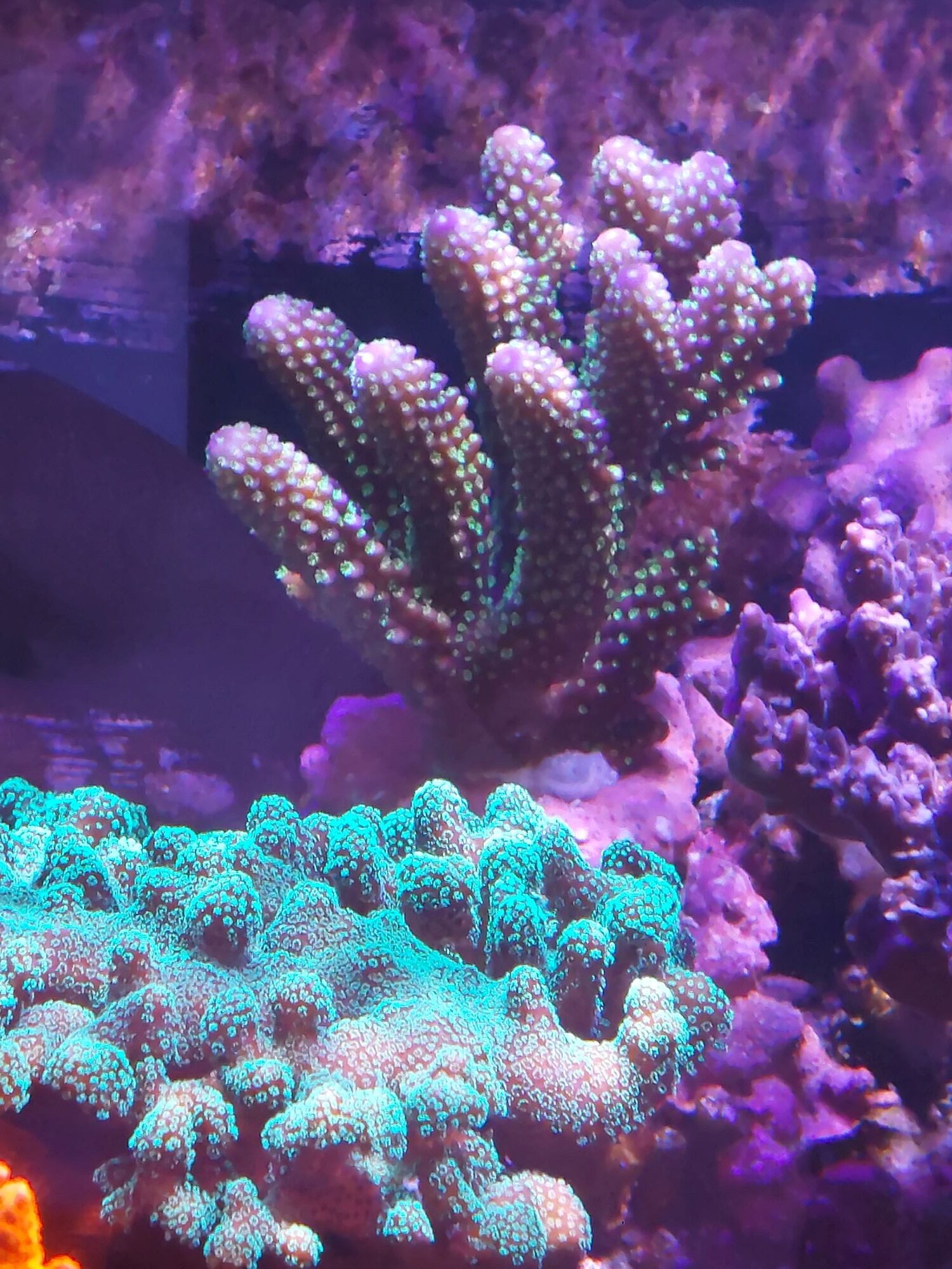 ツツミドリイシ Acropora (Dana, 1846) ツツユビミドリイシ Japan 