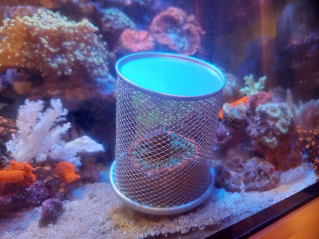 ブレインコーラルの飼育は難しい❔水槽下部を彩る美しいサンゴ 